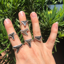  Floridian Shark Tooth Ring in Sterling Silver